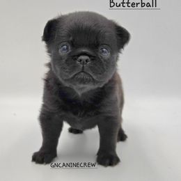Butterball - Black male Brussels Griffon puppy in New Stanton, Pennsylvania from GN Canine Crew