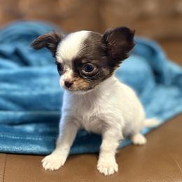 Chocolate merle long coat girl, price 4000 - Chocolate and white female Chihuahua puppy in Strawberry, Arkansas from Strawberry River Chihuahuas