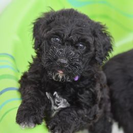 Portuguese Water Dog Puppies from Southern Splash