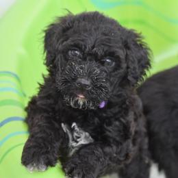 Portuguese Water Dog Puppies from Southern Splash