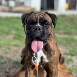Yasha - Boxer