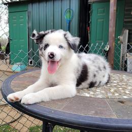 Frosty 2800 - Blue merle male Border Collie puppy in Morgan, Texas from Shooting Star Ranch