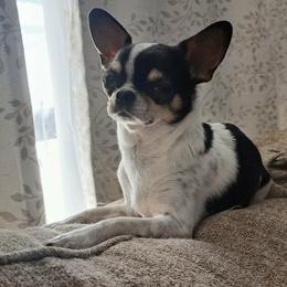 Lacy - Chihuahua