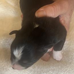 Victor - Black tri male Miniature Australian Shepherd puppy in Godley, Texas from Nana and Paws Aussies