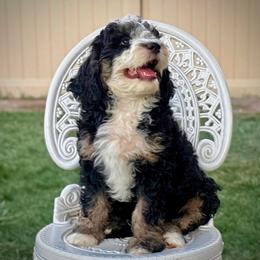Obsidian - Tri-color female Bernedoodle puppy in Roy, Utah from Doodles are Amazing