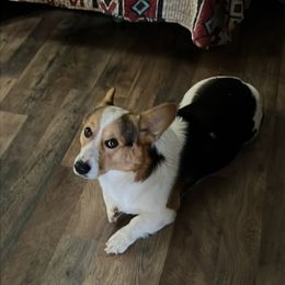 Buck - Pembroke Welsh Corgi