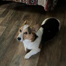 Buck - Pembroke Welsh Corgi