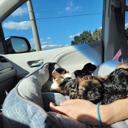 Shih Tzu Puppies from Chimera Shih Tzu