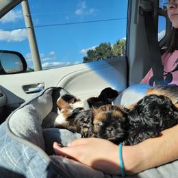 Shih Tzu Puppies from Chimera Shih Tzu
