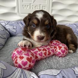 Junior - Red tri-color male Australian Shepherd puppy in Niles, Michigan from Tara's Australian Shepherds