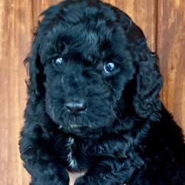 Celine - Black and white female Cavapoo puppy in Alachua, Florida from Song Paws