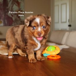 Amazing color - Red merle male Toy Australian Shepherd puppy in Chandler, Oklahoma from Parsons Place Aussies