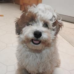 Dexter - Brown and white male Shichon puppy in Kettle Falls, Washington from Smallstar Puppys