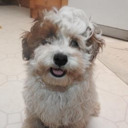 Dexter - Brown and white male Shichon puppy in Kettle Falls, Washington from Smallstar Puppys