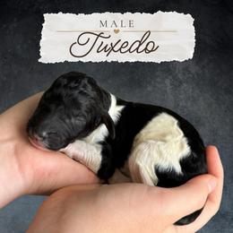 Tuxedo - Parti male Labradoodle puppy in Kingman, Arizona from The Dood Ranch