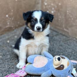 Boy 4 - Tri-color male Border Collie puppy in Oroville, California from Coalcyn Kennels
