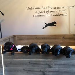 Labrador Retriever Puppies from Harvest Moon Farm