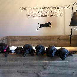 Labrador Retriever Puppies from Harvest Moon Farm