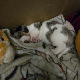 Boy 2 - Dapple male Dachshund puppy in Mobile, Alabama from Lady and the Tramp Dachshunds