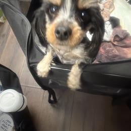 Shoog - Morkie