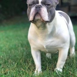 French Bulldogs from Bourbon Trail Frenchies