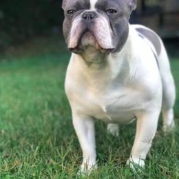 French Bulldogs from Bourbon Trail Frenchies