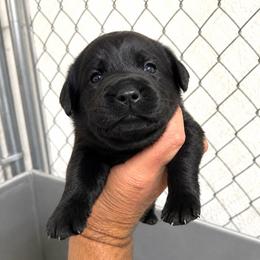 Titan - Black male Dilute Retriever puppy in Baldwin City, Kansas from Hedge Lane Labradors