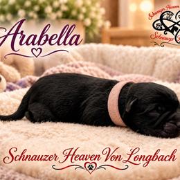 Arabella AKC - Black female Miniature Schnauzer puppy in Pelzer, South Carolina from Schnauzer Heaven Von Longbach