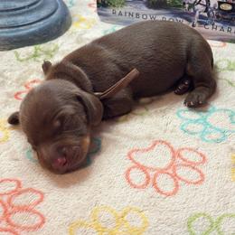AKC Male 2600 - Chocolate and tan male Dachshund puppy in Summerville, South Carolina from Funk's Four-Legged Friends