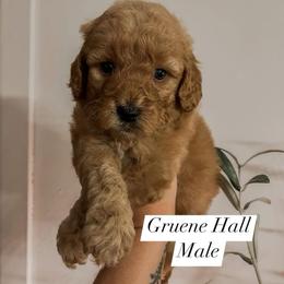 Gruene Hall (Lone Star State litter) - Red  male Goldendoodle puppy in Hopkins County, Texas from Boutique Doodles