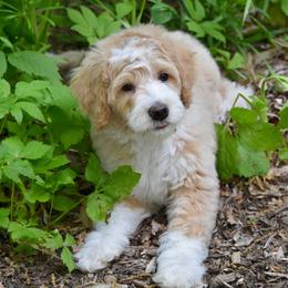 Yellow boy - Red male Bernedoodle puppy in Waukesha, Wisconsin from Bernedoodle Boutique (and Cavapoos)