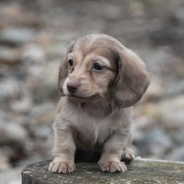 Angela - Chocolate and cream female Dachshund puppy in Momence, Illinois from Happy Little Doxies