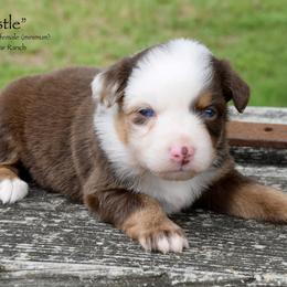Bristle - Red merle female Miniature Australian Shepherd puppy in Evant, Texas from Lazy VT Bar Ranch