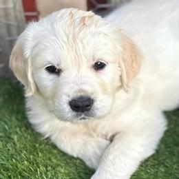 Rosie - Light golden female Golden Retriever puppy in Fresno, California from Warwick’s Central California Goldens