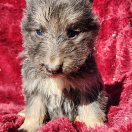 Olivine - Blue female German Shepherd puppy in Los Lunas, New Mexico from Mali's German Shepherds