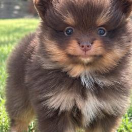 Karma - Chocolate and tan female Pomeranian puppy in Buck Valley, Pennsylvania from Buck Valley Pomeranians