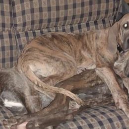 Mai Tai - Great Dane puppy from Not So Dainty Danes