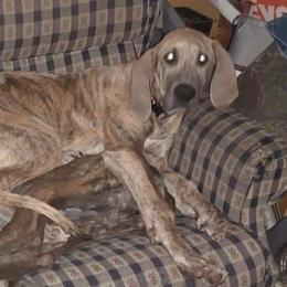 Mai Tai - Great Dane puppy from Not So Dainty Danes