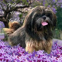 Goldie - Shih Tzu