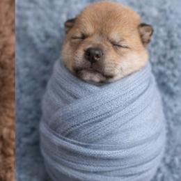 Taiyo   (Boy 2) - Red male Shiba Inu puppy in Denver, Colorado from Diamonds In The Ruff Boston Terriers