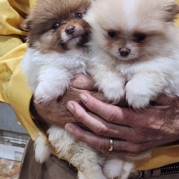 Pomeranian Puppies from La Belle Pomeranians