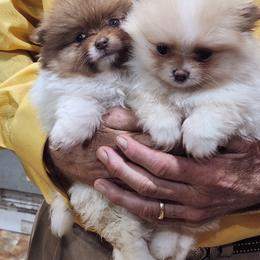 Pomeranian Puppies from La Belle Pomeranians