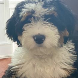 Bernedoodles and Goldendoodles from Falcon Ridge Doodles