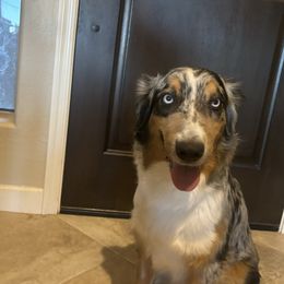 Blueberry - Australian Shepherd