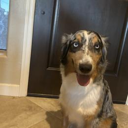 Blueberry - Australian Shepherd