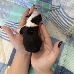 1 - Chocolate male Havanese puppy in Reese, Michigan from Windy Hill Havanese