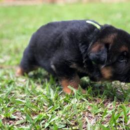 German Shepherd Puppies from Zwinger vom Schneider Wald