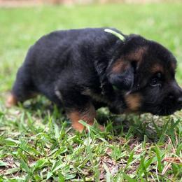 German Shepherd Puppies from Zwinger vom Schneider Wald