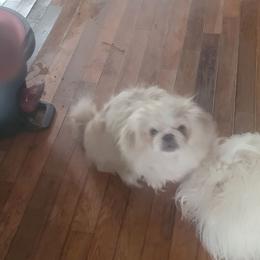 Benny - Biscuit male Pekingese puppy in Burns, Kansas from Pekingese Dynasty