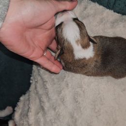 Rory - Sable and white Cardigan Welsh Corgi puppy in Myton, Utah from Cardigan Corgi Cuties 💓